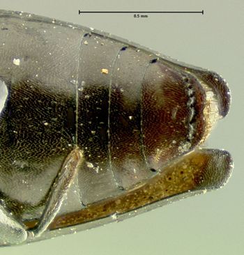 Media type: image;   Entomology 17233 Aspect: abdomen ventral view